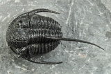 Bumpy Cyphaspis Trilobite - Very Large For Species #244263-5